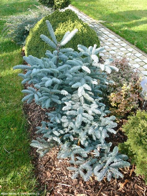 Detailné zábery vetvičiek jedle vznešenej (Abies nobilis) s popisom jej charakteristických vlastností