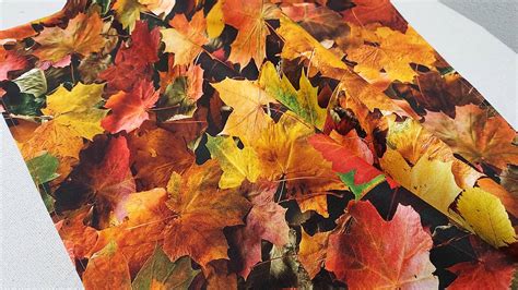 farebné jesenné lístie v lese