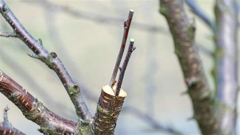 štruktúra kôry ovocného stromu s vyznačenými poškodeniami