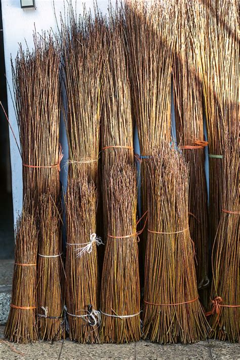 Surové vŕbové prúty pripravené na pletenie, namočené vo vode