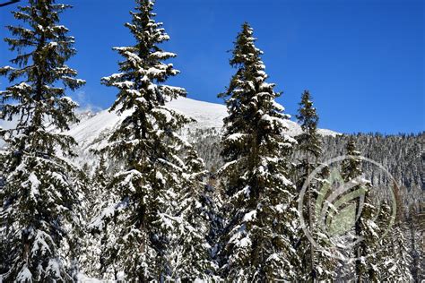 Zimná scenéria Vysokých Tatier s vianočnou výzdobou a snehom