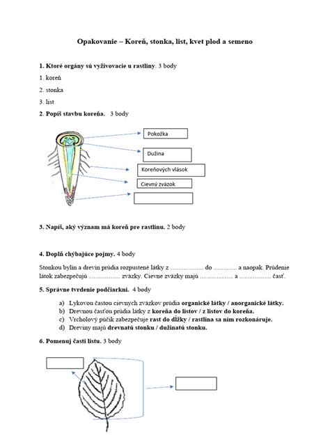 Detailná schéma životného cyklu zmijovca od hľuzy po kvet a list