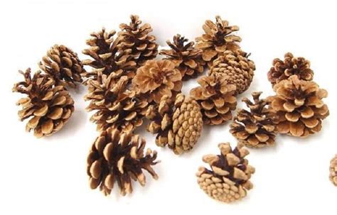 Tematické foto: nazbierané borovicové šišky na prírodnom pozadí