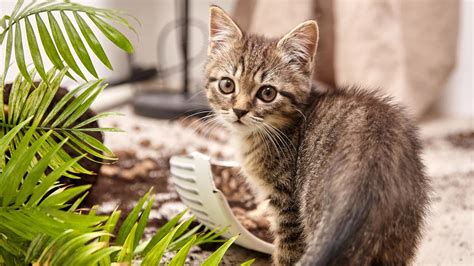 Pes a mačka obklopení bezpečnými izbovými rastlinami