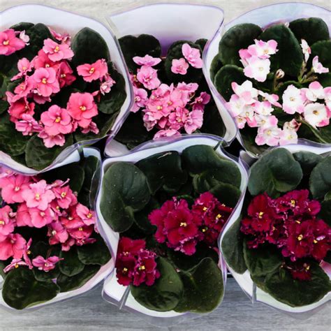 Koláž bezpečných rastlín pre domáce zvieratá (napr. zelenec, africká fialka, papraď)