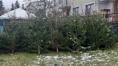 Ilustračná fotografia lesnej škôlky s mladými stromčekmi