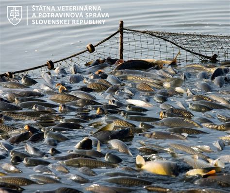 pestrá ponuka rýb na vianočnom stole