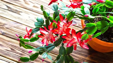 Ilustrácia porovnávajúca listy a kvety veľkonočného a vianočného kaktusa