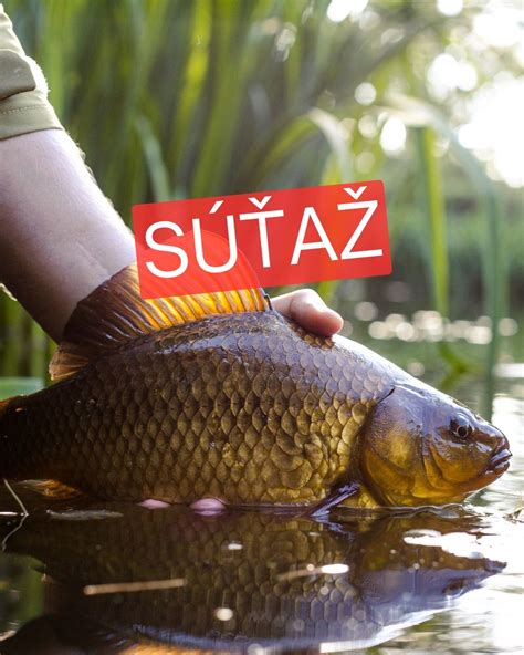 infografika s novými pravidlami predaja kaprov v Žiline