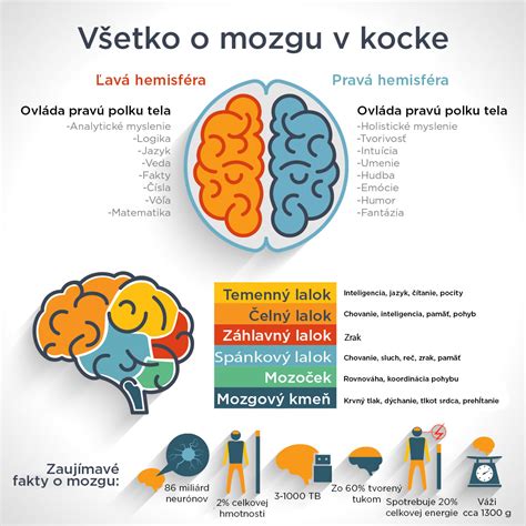 infografika o fungovaní mozgu