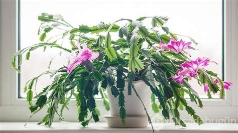 Tematické foto veľkonočného kaktusu s kvetmi