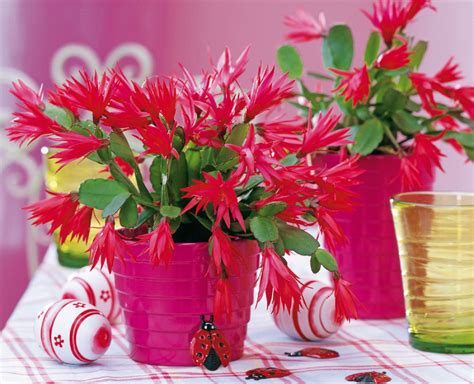 Infografika porovnávajúca vianočný a veľkonočný kaktus