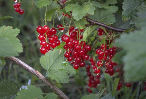Ilustračná fotografia zrelých strapcov bielych ríbezlí
