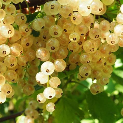 Detail strapcov bielej ríbezle odrody Biely Versaillský