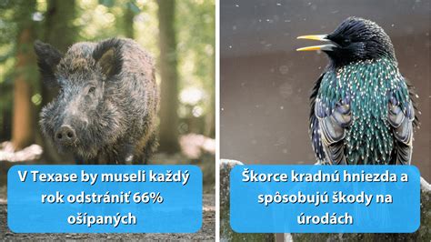 Ilustračná schéma porovnávajúca priestorové nároky rôznych druhov zvierat