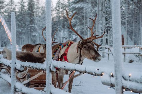 Santa Claus v Laponsku s elfmi a sobmi