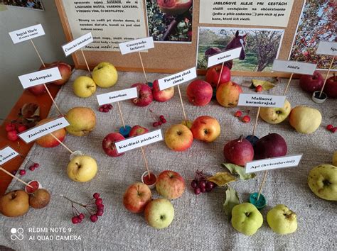 Ilustrácia rôznych odrôd jabĺk