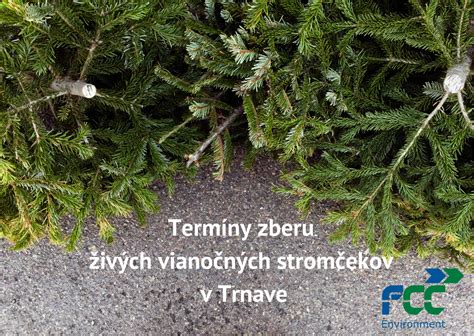 infografika s termínmi zberu vianočných stromčekov v Hlohovci a Trnave