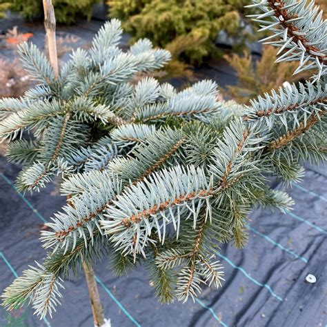 Ilustračná fotografia smreku pichľavého ‘Glauca’