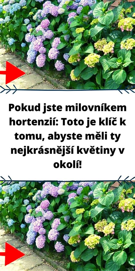 pripevňovanie hortenzií drôtikom k základni venca