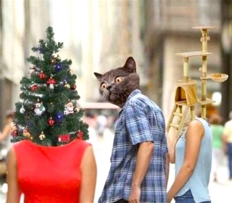 Vtipné mačky v kostýmoch na Vianoce