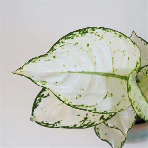 izbová rastlina s bankovkami poskladanými ako motýle zavesenými na listoch