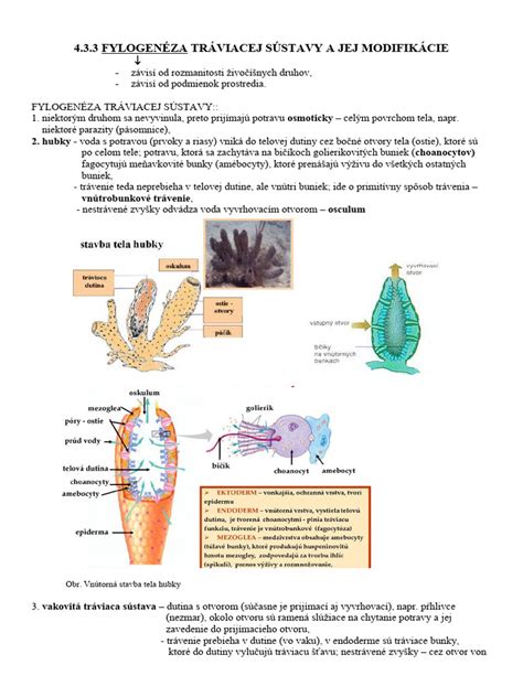 Opis obrázku pre dizajnéra: Ilustrácia trilobita alebo vizualizácia jeho tráviacej sústavy na základe vedeckého výskumu.