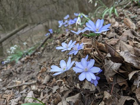 ilustračná fotografia s jarnými kvetmi, kraslicami a vŕbovým korbáčom