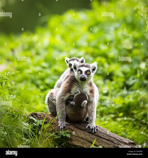 Roztomilý lemur kata v zoologickej záhrade, ideálny pre detskú výtvarnú inšpiráciu