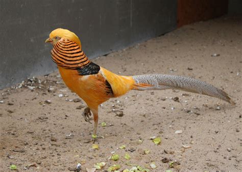 Interiér reštaurácie Zlatý Bažant s pódiom