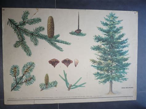 Ilustrácia historickej vianočnej jedle zdobenej ovocím a sladkosťami.