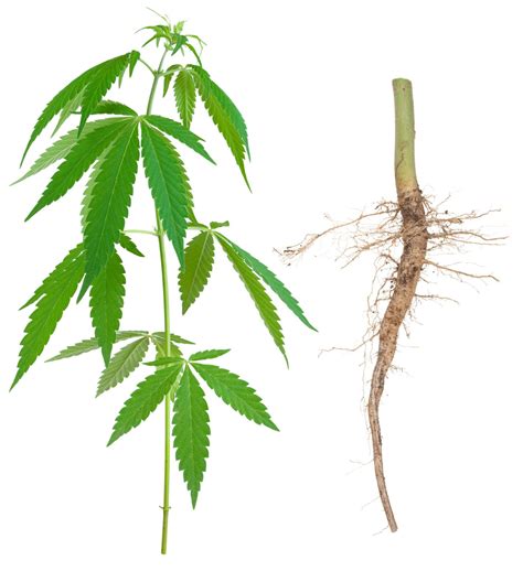 Ilustrácia rastliny konopy siatej (Cannabis sativa) a konopných semien