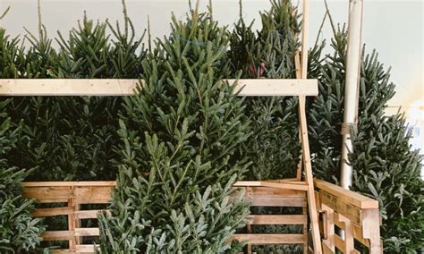 Porovnávacia infografika: živý vs. umelý vianočný stromček z hľadiska ekológie a údržby