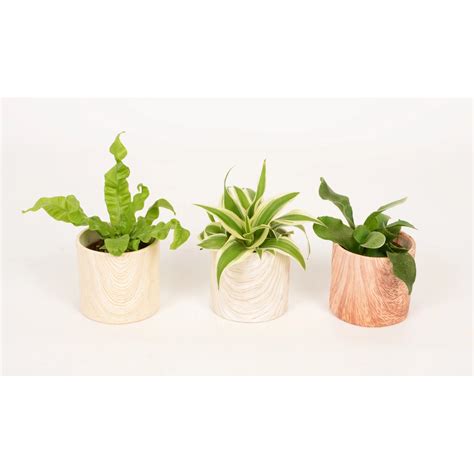 Malá rastlina v modernom kvetináči na pracovný stôl