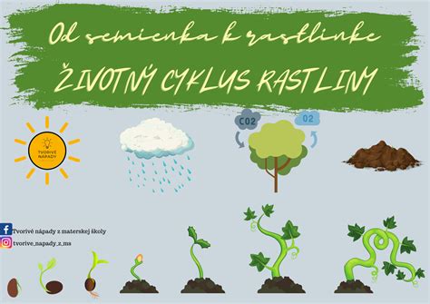 schéma správneho hnojenia rastliny goji počas roka