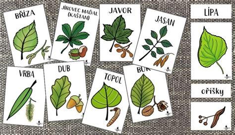 Grafika zobrazujúca jemné svetlo prechádzajúce cez listy stromu, symbolizujúce Božie požehnanie