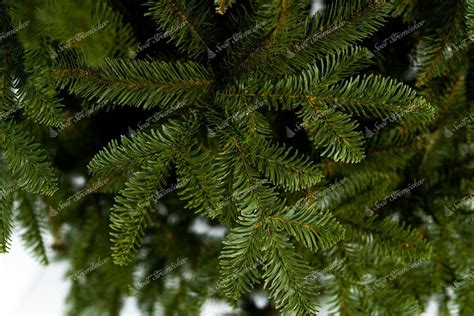 Detailná fotografia 3D ihličia kanadskej jedle