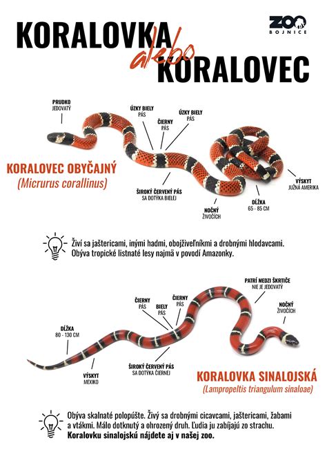Infografika alebo schematické zobrazenie hlavných krokov krstu knihy