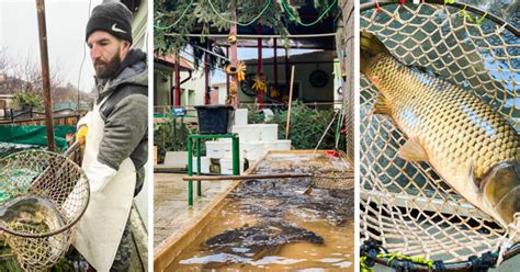 Informatívna schéma: Proces spracovania čerstvých rýb v rybárstve pre zákazníkov