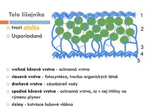 Schéma vrstvenia materiálu: vrchná PVC vrstva s potlačou a spodná vrstva z netkanej textílie pre lepšiu stabilitu