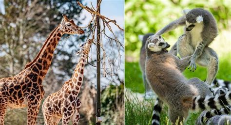 ilustračná fotografia zvierat v zoo