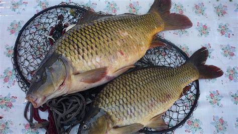 Ilustračná fotografia čerstvého kapra na tanieri