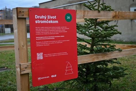 infografika s mapou zberných miest a ukážkou procesu recyklácie dreva z vianočných stromčekov