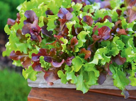 Ilustračná fotografia rôznych druhov šalátov pripravených na hostinu