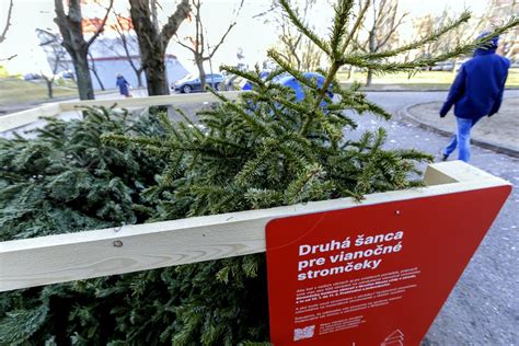 Fotografia: Mestský zberný bod s vianočnými stromčekmi