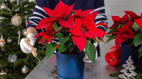 Vianočné ruže (poinsettie) v rôznych farbách a aranžmánoch ako alternatíva k stromčeku