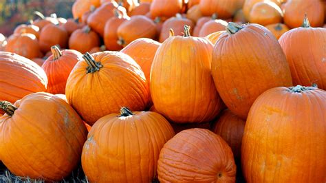Porovnanie halloweenskej tekvice a tekvice Hokkaido