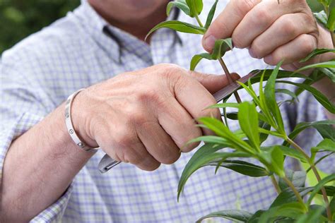 návod na rozmnožovanie vianočného kaktusu pomocou odrezkov - schéma