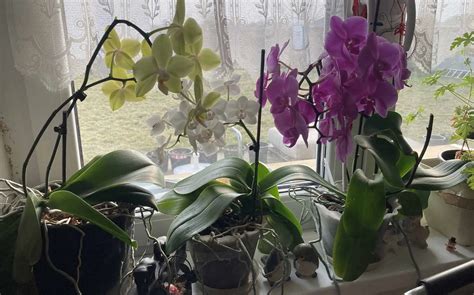 Detailný záber na exotickú fialovú orchideu.