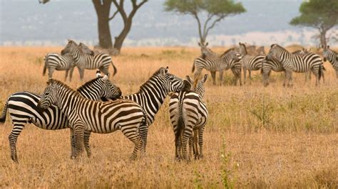 Fotografia žirafy pasúcej sa v africkej savane.